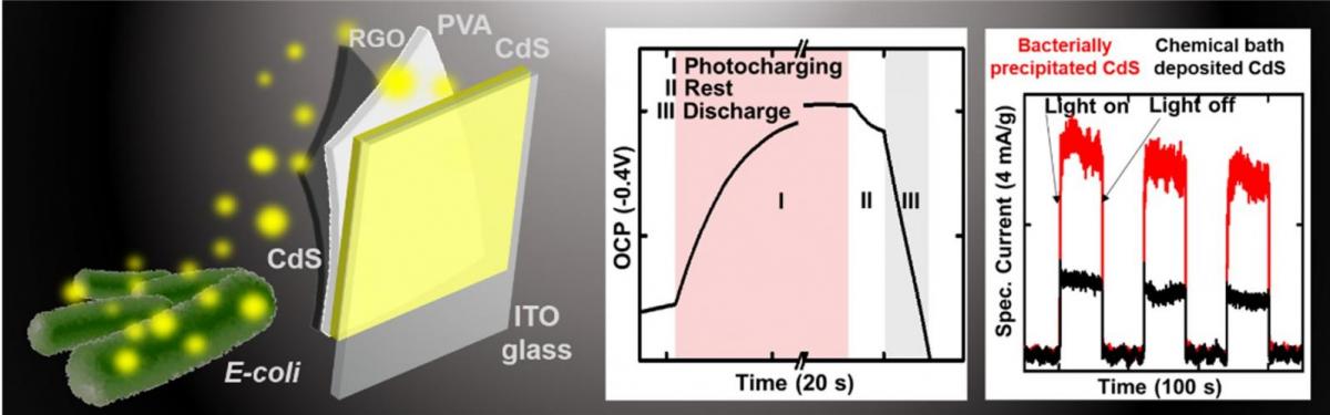 Photocharged capacitor made of bacterially precipitated CdS nanoparticles