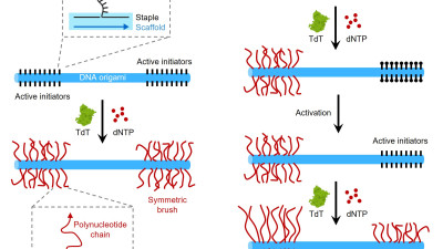 Schematic of ssDNA brush growth.